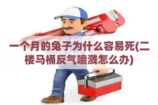 一个月的兔子为什么容易死(二楼马桶反气喷溅怎么办) 一个月的兔子为什么容易死(二楼马桶反气喷溅怎么办)